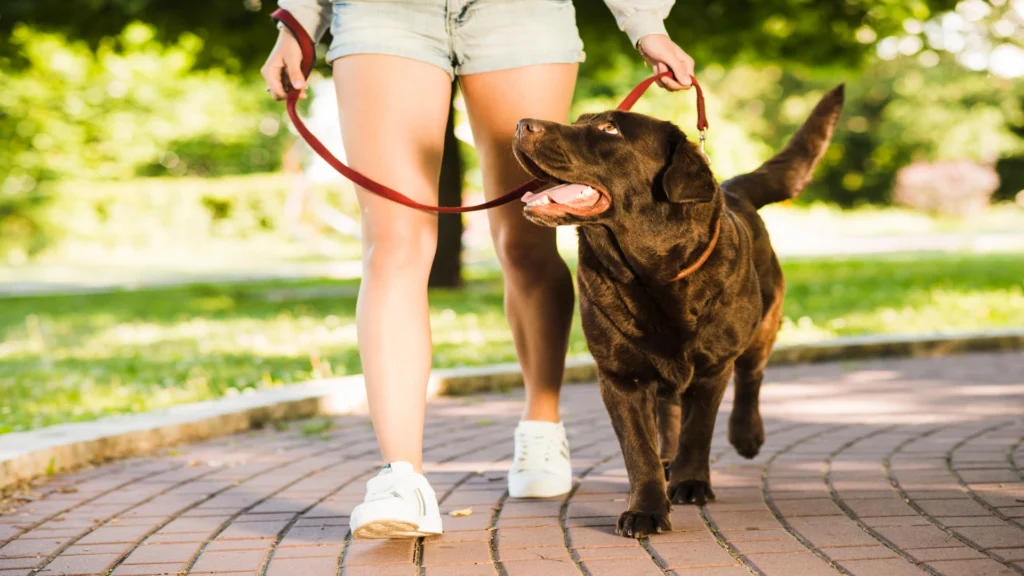 lowsection-view-woman-walking-with-her-dog-parl-1
